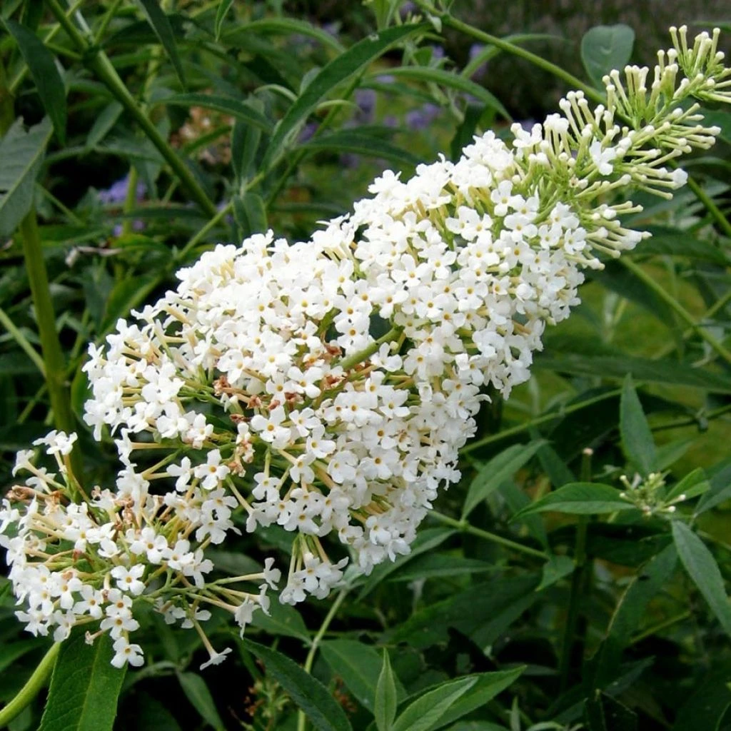 Buddleia Davidii Nanho White - Arbre Aux Papillons Nain 1 Buddleia Davidii Nanho White - Arbre Aux Papillons Nain