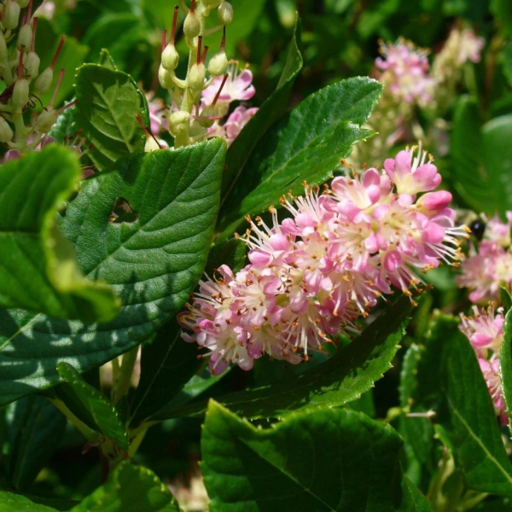 Clethra Alnifolia Ruby Spice 1 Clethra Alnifolia Ruby Spice