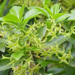 Daphne Laureola Philippi - Daphné De Philippe.