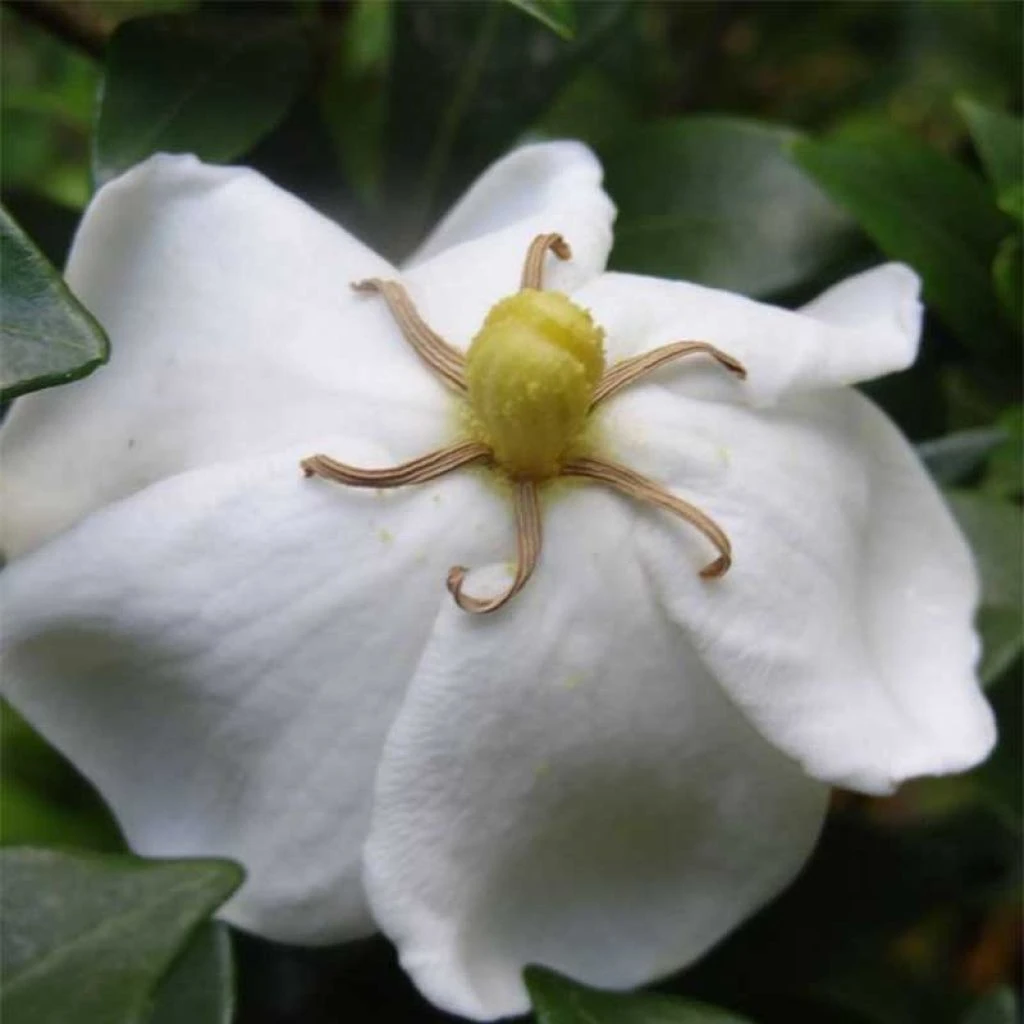 Gardenia Sweetheart - Jasmin Du Cap 1 Gardenia Sweetheart - Jasmin Du Cap