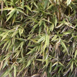 Hibanobambusa Tranquillans Shiroshima - Petit Bambou