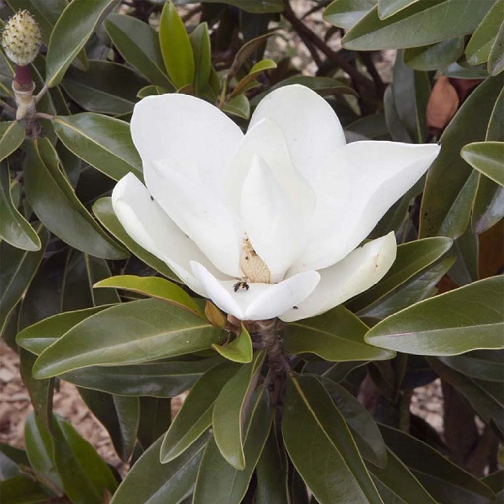 Magnolia Grandiflora Alta - 1 Magnolia Grandiflora Alta -