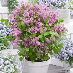 Lilas Nain - Syringa Meyeri Flowerfesta Pink
