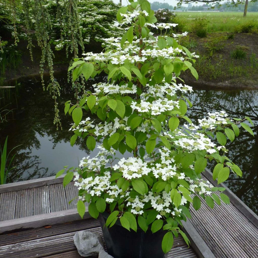 Viorne - Viburnum Plicatum Kilimandjaro 1 Viorne - Viburnum Plicatum Kilimandjaro