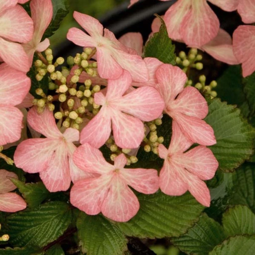 Viorne - Viburnum Plicatum Pink Beauty 1 Viorne - Viburnum Plicatum Pink Beauty