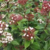 Viburnum Tinus Lisarose - Laurier-tin Rose