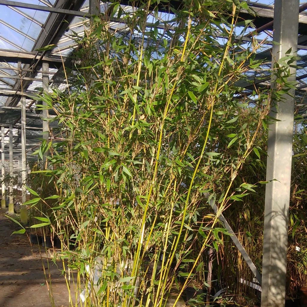 Fargesia Denudata Lancaster 1 - Bambou Non Traçant. 1 Fargesia Denudata Lancaster 1 - Bambou Non Traçant.