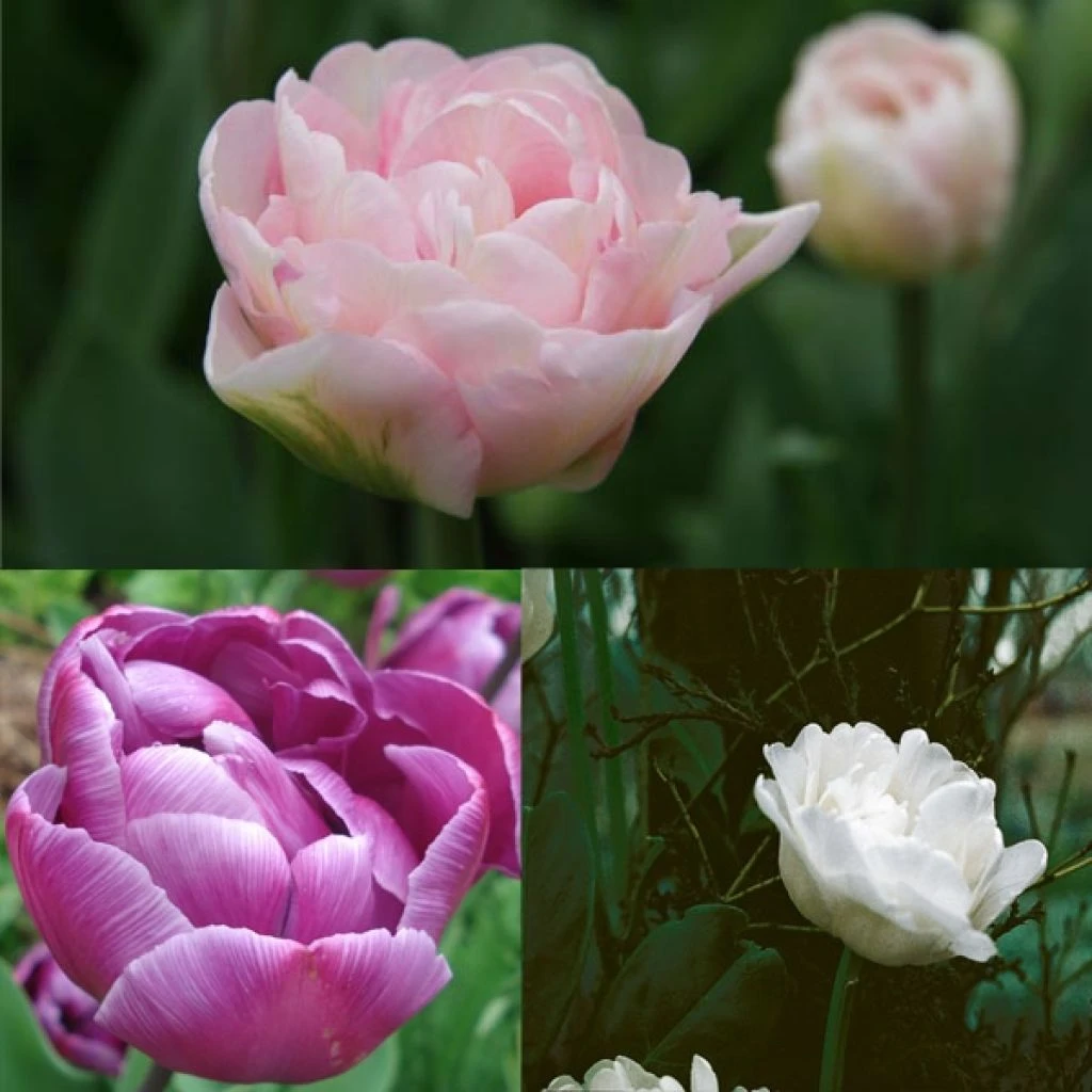 Devant 16 Devant -Magasin De Fleurs harmonie tulipes belles de mai 62710 1