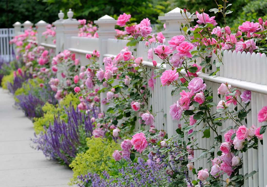 Devant 3 Devant -Magasin De Fleurs Cultiver toute l annee des arbustes parfumes