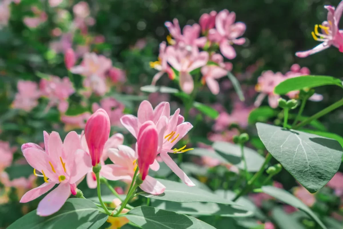 Devant -Magasin De Fleurs arbustes resistants au gel 1200x800 1